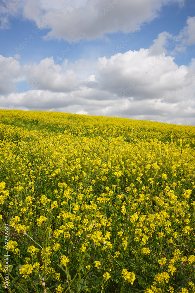 Yellow flower field. Yellow flower field.