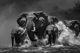 A herd of elephants are running through a river