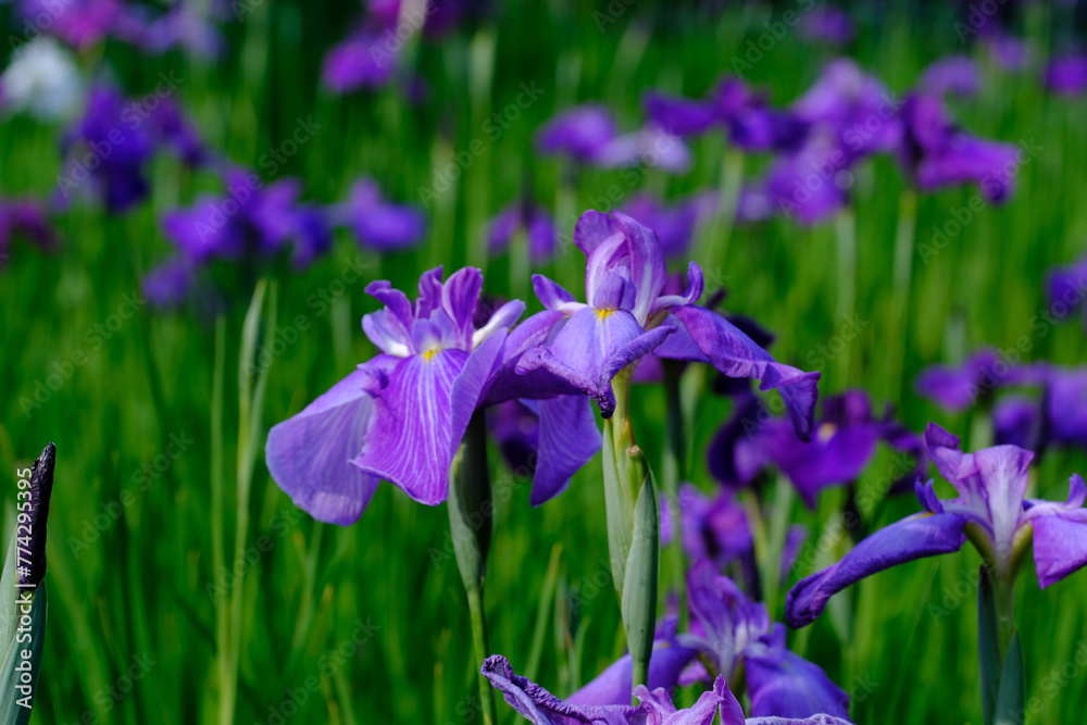 梅宮大社神苑に咲く花菖蒲の花