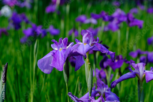 梅宮大社神苑に咲く花菖蒲の花