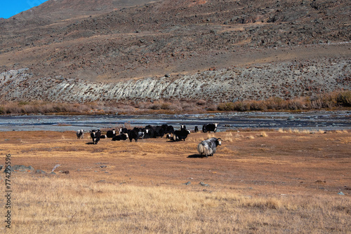 Beautiful purebred yaks on a grassy autumn slope.