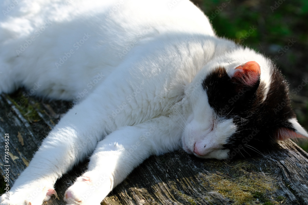 Fototapeta premium 梅宮大社の神苑で寝ていた猫