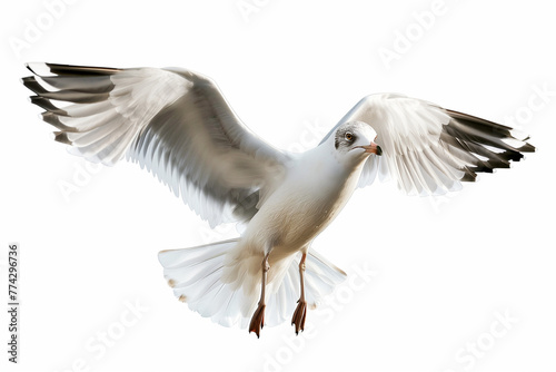 seagull isolated on white