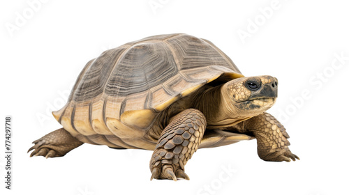 A magnificent turtle, close-up, on a white background