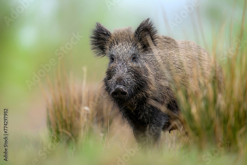 Wild boar close up ( Sus scrofa ) © Piotr Krzeslak