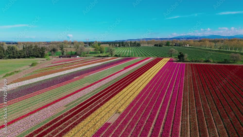 Spring tulip of all colors Spring tulip of all colors