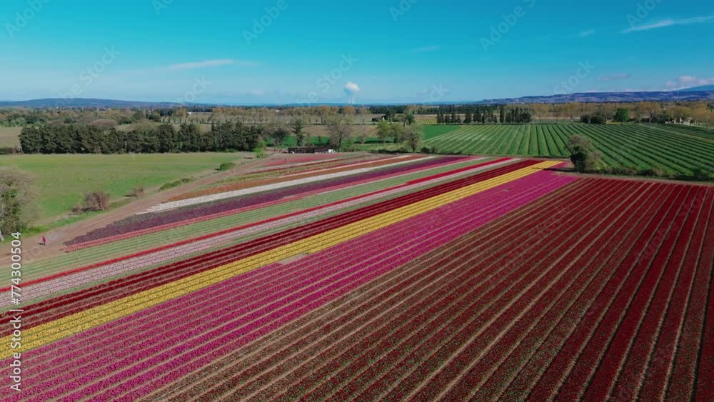 Tulip Rows Aerial Shot