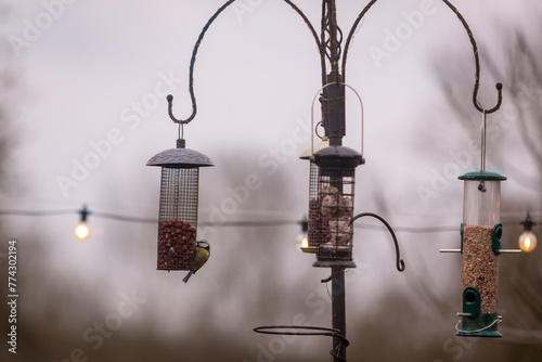 The Eurasian blue tit Cyanistes caeruleus is a small passerine bird in the tit family, Paridae. It is easily recognisable by its blue and yellow plumage and small size. seen eating nuts on a feeder photo