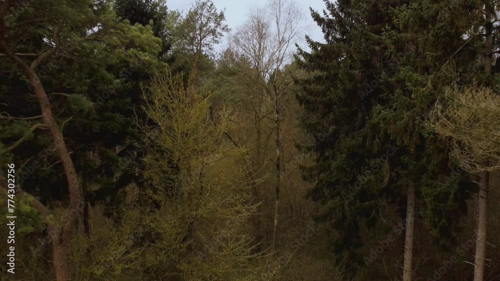4k aerial view flying through alpine deciduous forest in the UK. alpine shrubland heath. 4k aerial view flying through alpine deciduous forest in the UK. alpine shrubland heath.