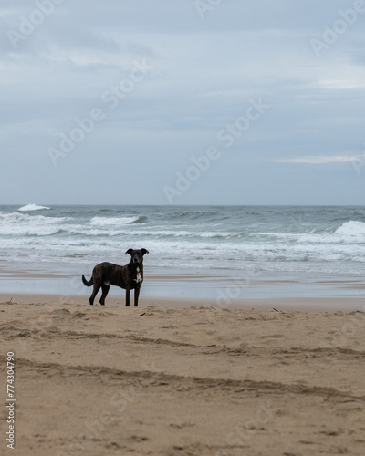Black dog on the beach looking at camera