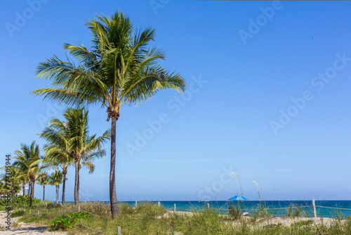 palm trees blowing in the wind on a southern beach with beach grass in the sand and a blue sky