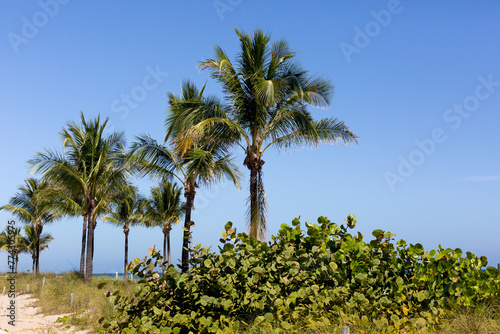 palm trees blowing in the wind on a southern beach with beach grass in the sand