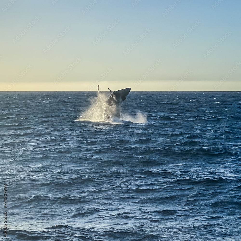 Fototapeta premium Humpback Whales Breaching in Cabo San Lucas