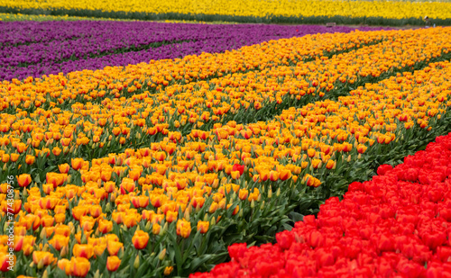 field of tulips in Roozengarde Washington