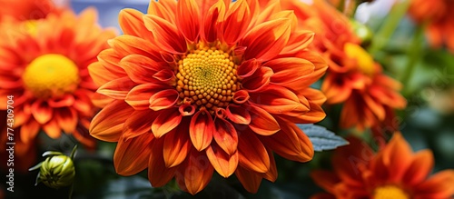 The vibrant orange petals of a blooming flower are captured in a close-up shot  showcasing the intricate details and beauty of nature