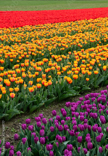 field of tulips in Roozengarde Washington