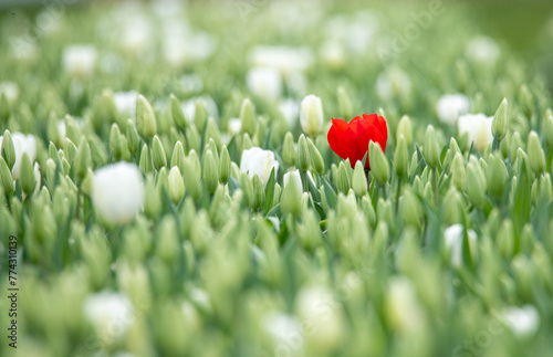 Lone red tulip in focus amongst white tulips and green photo