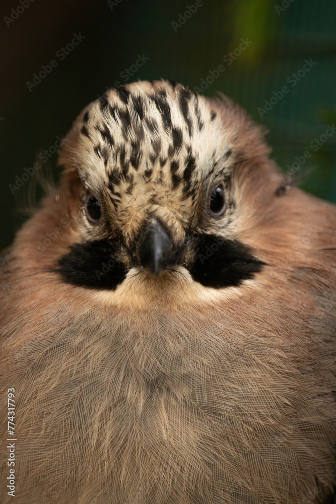 Obraz premium Birds of Eurasia. Mockingjay. close up