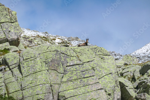 Wild mountain goat (alpine chamois) standing on massive rock formation in High Tauern National Park, Carinthia, Austria, Europe. Rupicapra with blue sky. Idyllic hiking trail in remote Austrian Alps photo