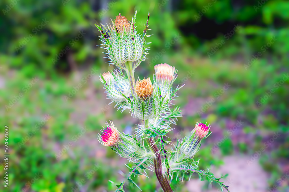 Thistle stands tall amidst the sprawling fields Thistle stands tall amidst the sprawling fields