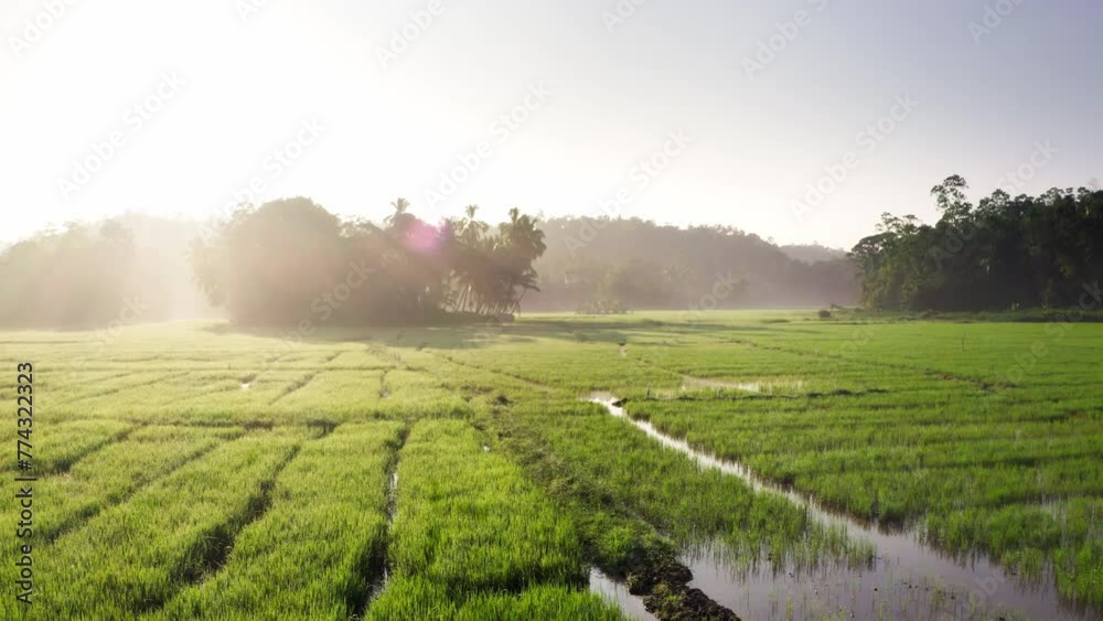 Early morning slow flying drone over the wet green rice fields farm with herons and white storks 4K video in Sri Lanka, Galle District, South Asia.