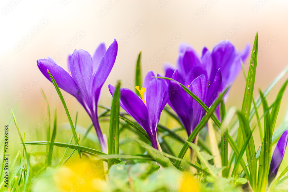 Spring crocus flowers. Purple crocus flowers Spring crocus flowers. Purple crocus flowers