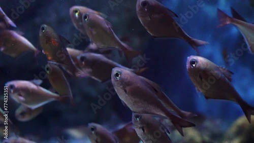school of fishes (Pempheris oualensis) photo
