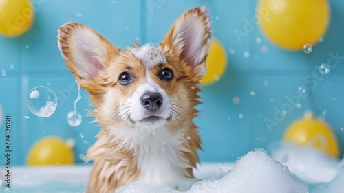 Welsh Corgi pembroke dog taking bath with shampoo and bubbles in bathtub. Concept for pet shop, grooming salon. Blue background, bath interior.