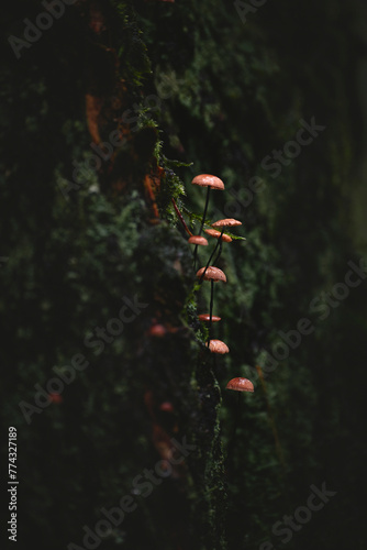 kleine Pilze am Baum