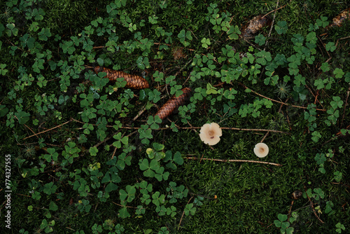 Waldboden mit Klee, Zapfen und Pilze