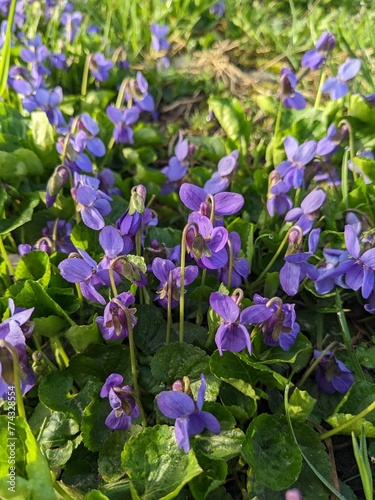 Downy violet  Viola hirta . General view of Bush. 