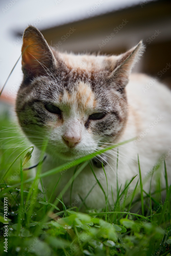 Fototapeta premium Detalhe de cabeça de gata de cor branca com olhar serio. 