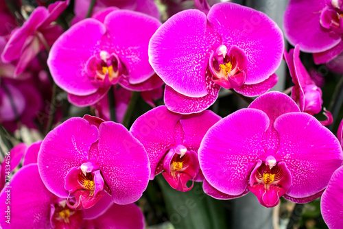 Blooming rare orchid growing in the greenhouse of the Dutch Keukenhof park