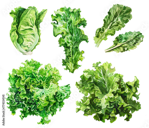 A set of watercolor illustrations of lettuce on a transparent background. Leaves, bunches, and heads of lettuce in watercolor technique. Fresh green salad leaves