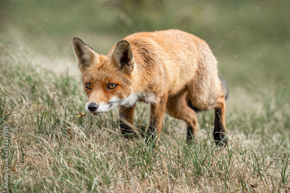 Fototapeta premium Red fox in nature arrea in the Netherlands