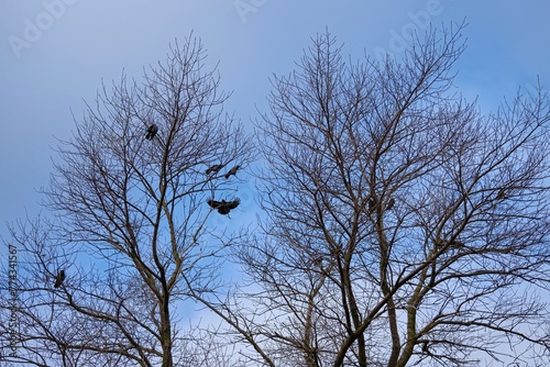Crows on a tree in spring. A flock of crows on the branches.