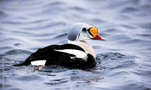 Photos king eider on the sea