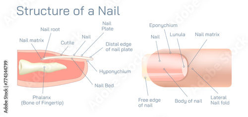 Structure and diagram of finger nail. Cross section and anatomy of nail vector illustration. Biology students study material and graphic lessons of nail anatomy.