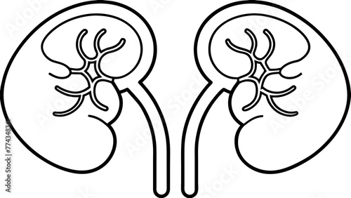 Optimizing Health Human Kidneys Vector Illustration 