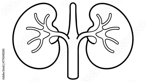 Optimizing Health Human Kidneys Vector Illustration 