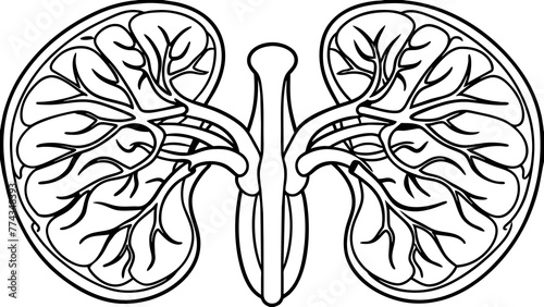 Optimizing Health Human Kidneys Vector Illustration 