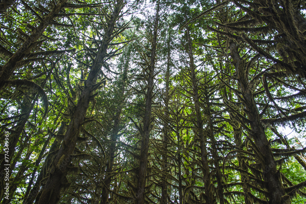 trees in the forest trees in the forest