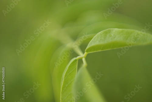 Detail of plant leaves, I play with the background blur to isolate the main motif. Nature with a zen air