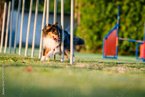 Sheltie agility dog