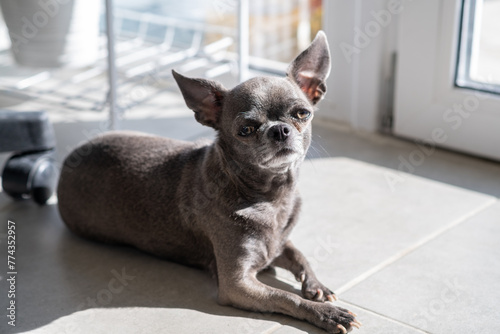A close-up image shows a cute Chihuahua puppy of a domestic mammal breed lying relaxing on the floor on a sunny day. Pets are resting  sleeping. A touching and emotional portrait.