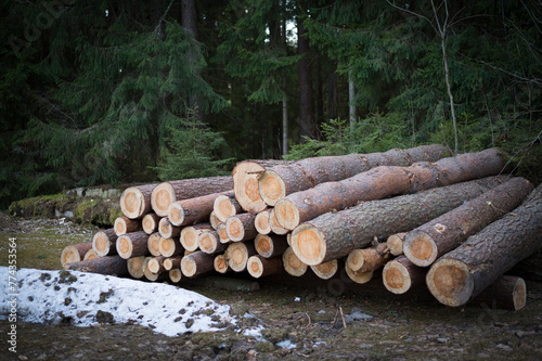 Wood timber for firewood stacked on the ground near forest
