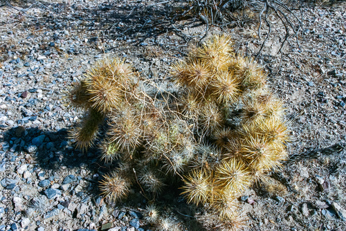 Teddy bear cholla  Cylindropuntia bigelovii   cactus with tenacious yellow spines  numerous in the Sonoran Desert  California