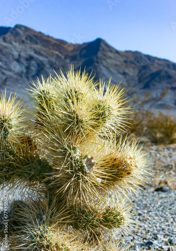 Teddy bear cholla (Cylindropuntia bigelovii), cactus with tenacious yellow spines, numerous in the Sonoran Desert, California