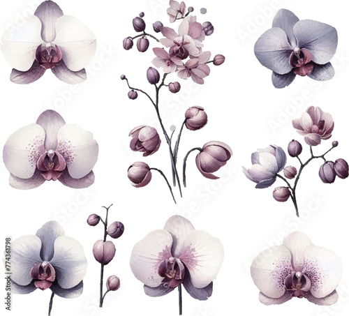 set with orchid in watercolor style in vector