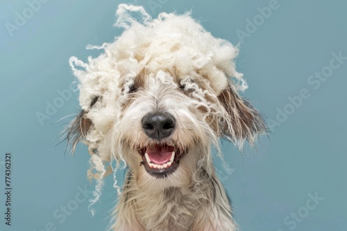 Dog wearing its own undercoat wig smiling on blue background Shedding photo